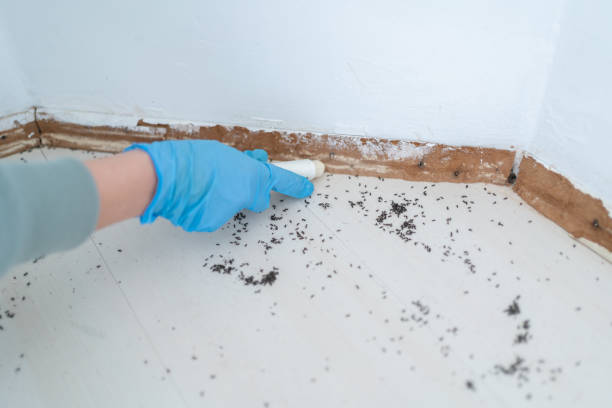 Best Ant Control Services  in Juniper Canyon, OR
